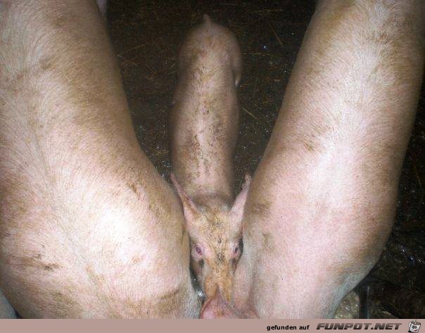 Schweinerei Schweinerei