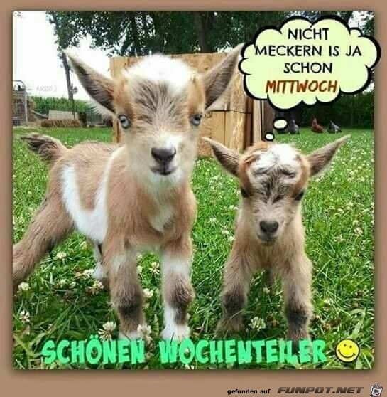 schoenen wochenteiler schoenen wochenteiler