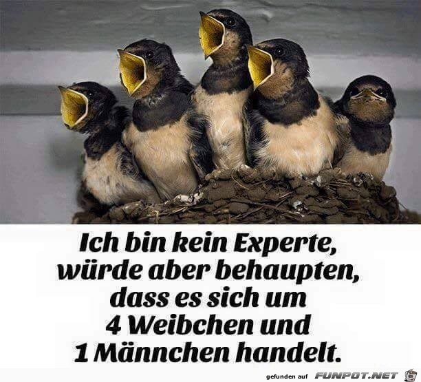 Ich bin kein Experte