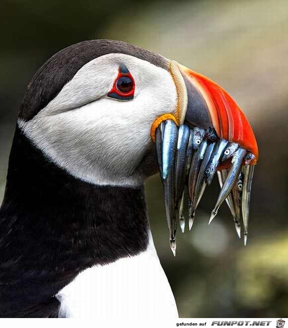 Fabelhafte Tieraufnahmen 30 Fabelhafte Tieraufnahmen 30