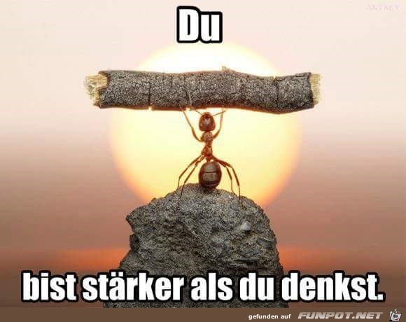 staerker staerker