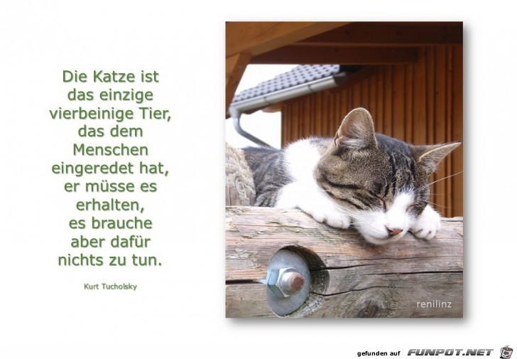 die Katze 