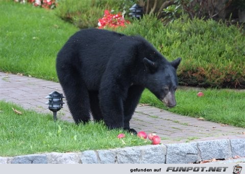 Bren, die in meinen Garten kommen in North...