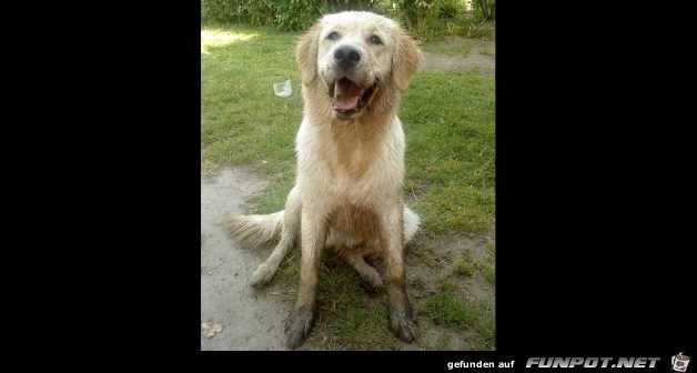 Difference Between Dogs and Cats 17 Difference Between Dogs and Cats 17