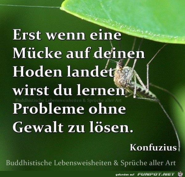mücke mücke