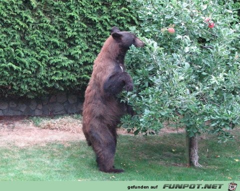 Bren, die in meinen Garten kommen in North...