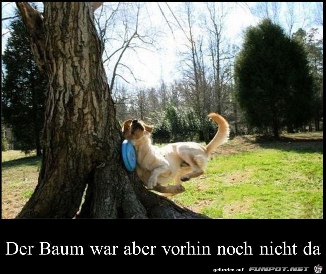 ein Baum im Weg ein Baum im Weg