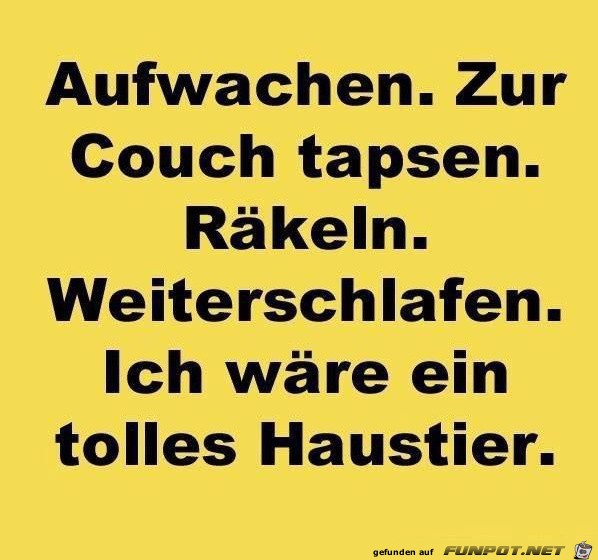 Aufwachen, zur Couch tapsen... Aufwachen, zur Couch tapsen...