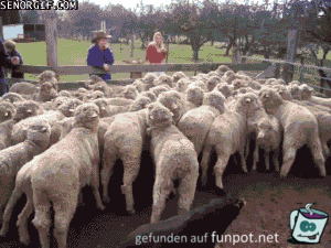 Respekt verschaffen Respekt verschaffen