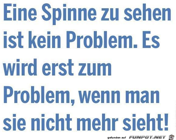 Spinne Spinne