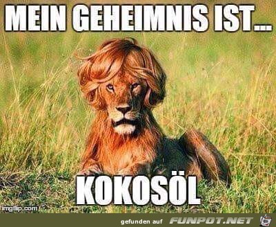 Kokosöl Kokosöl