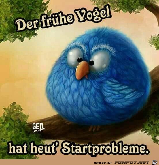 der fruehe Vogel der fruehe Vogel