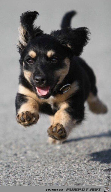 wirklich herzige Hundebabys!