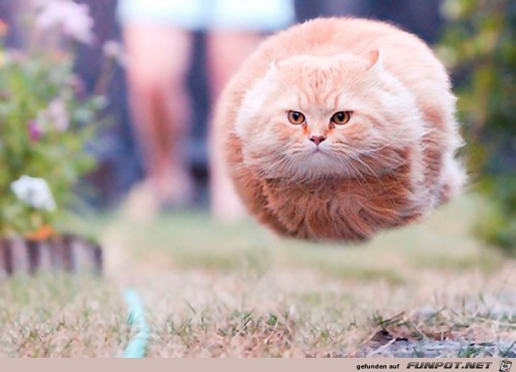 Super Katzen-Bilder - im richtigen Moment abgedrueckt 1