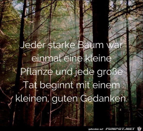 jeder-starke-baum-