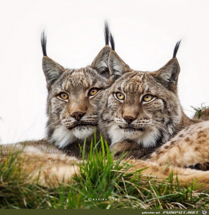 Tiere in freier Wildbahn!