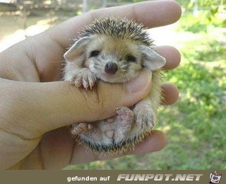 FW: Baby Porcupine...adorable!