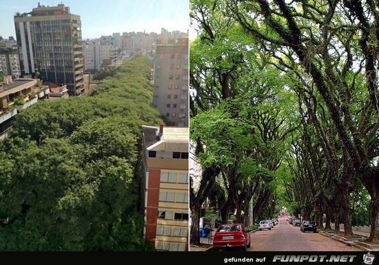 Top-10-Tree-Tunnel-09