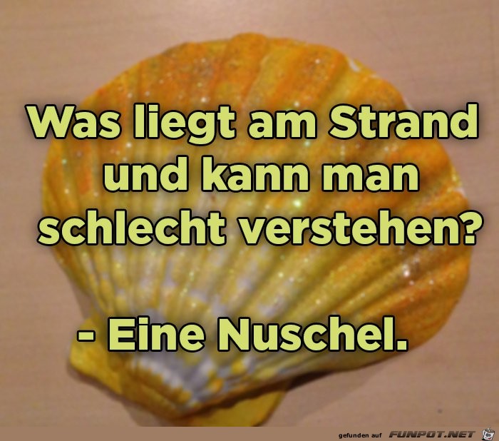 muschel muschel