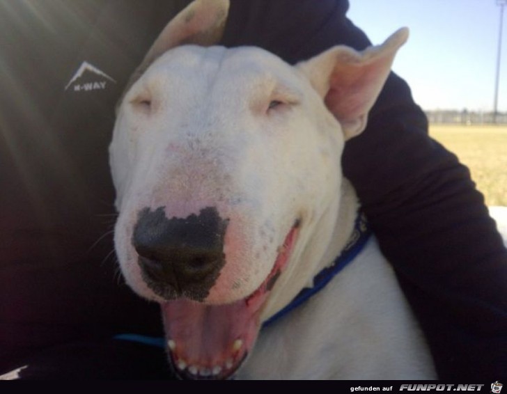 Lachende Hundegesichter 18 Lachende Hundegesichter 18