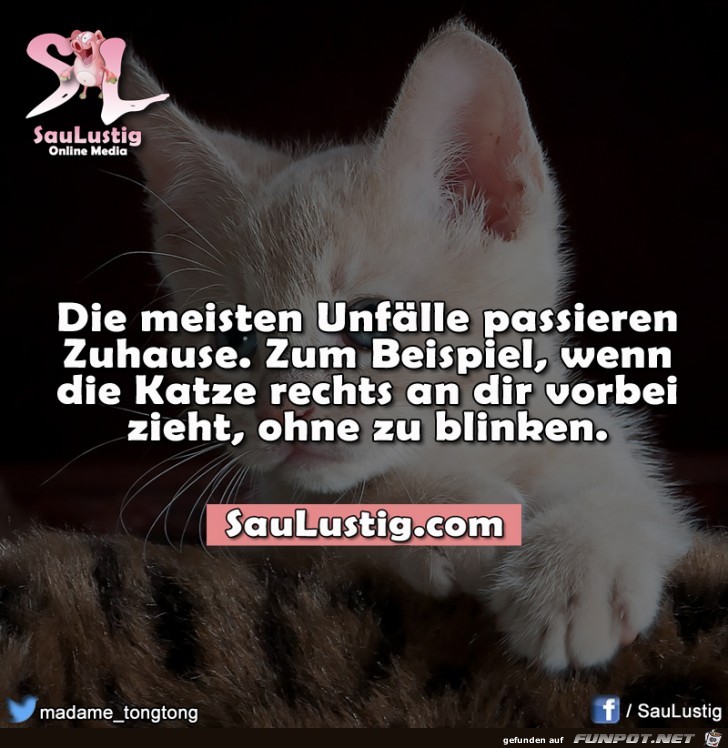 katze blinken katze blinken