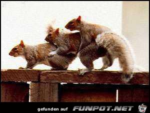 bad squirrels bad squirrels