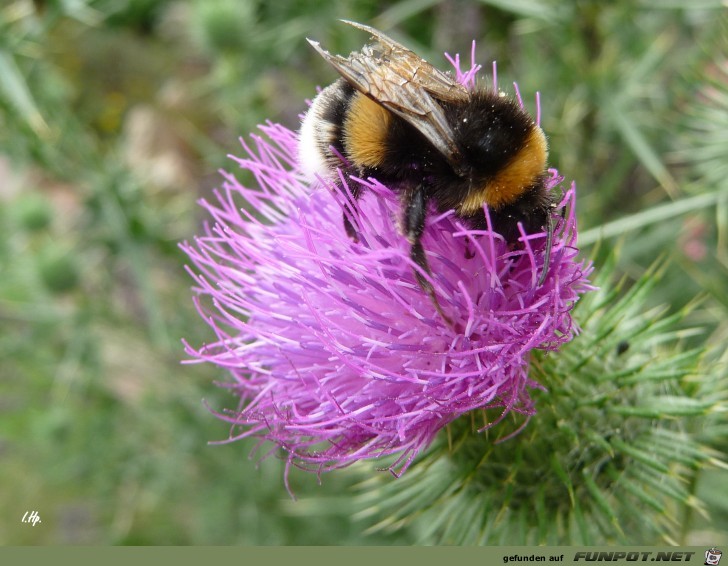 Hummel Hummel
