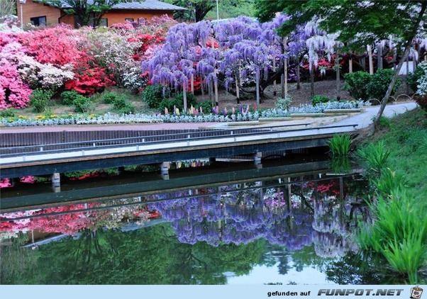 Japanische Blhende Wasserflle