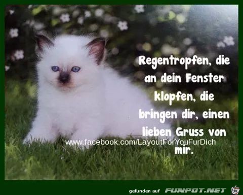 Regentropfen Regentropfen