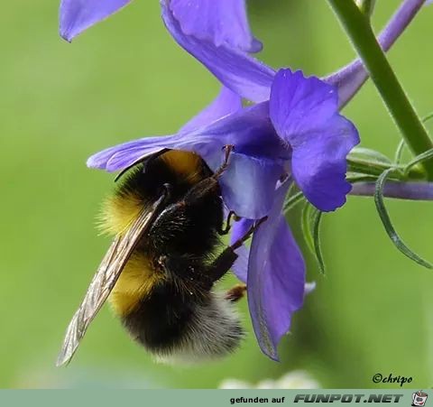 Hummel Hummel