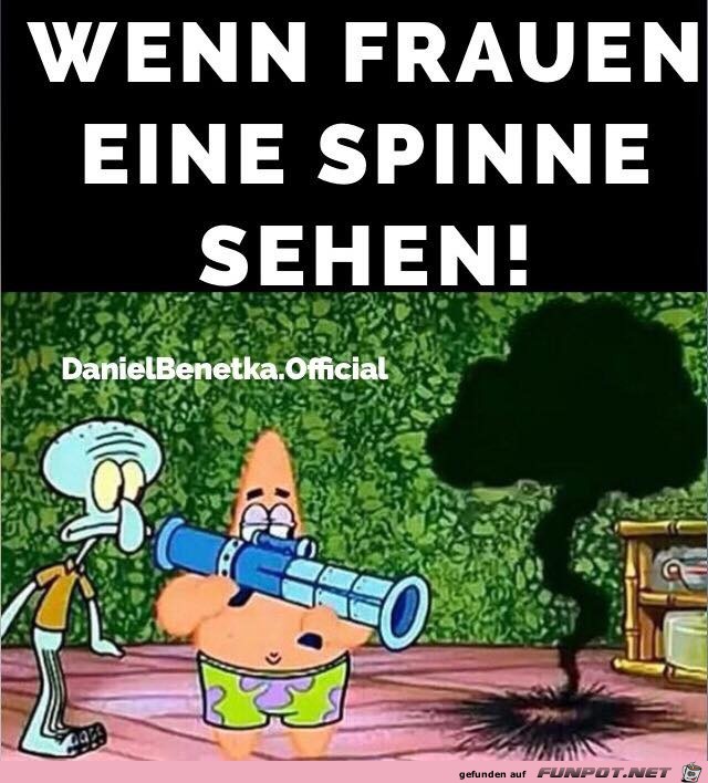 Spinne Spinne