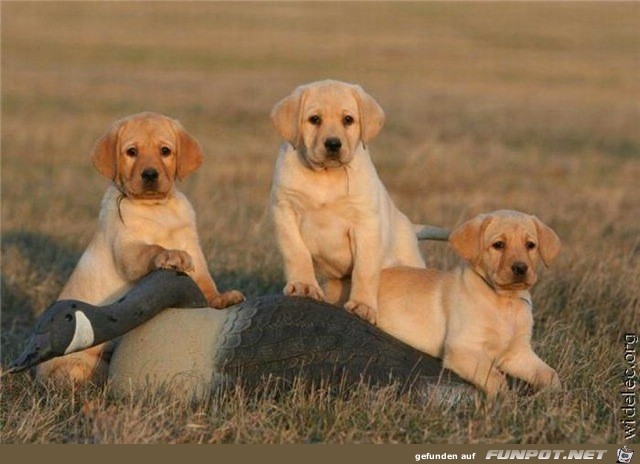 wirklich herzige Hundebabys!