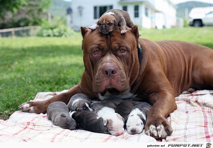 Niedliche Welpen mit ihrer Mama!