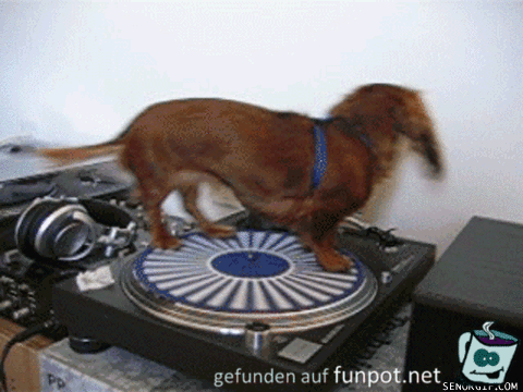Spinning Dackel Spinning Dackel