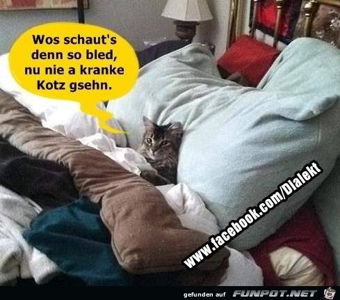 Wos schausts Wos schausts