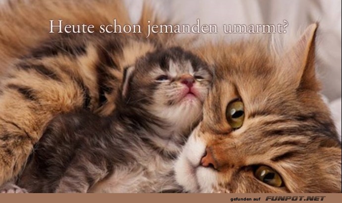 herzige Tierbilder herzige Tierbilder