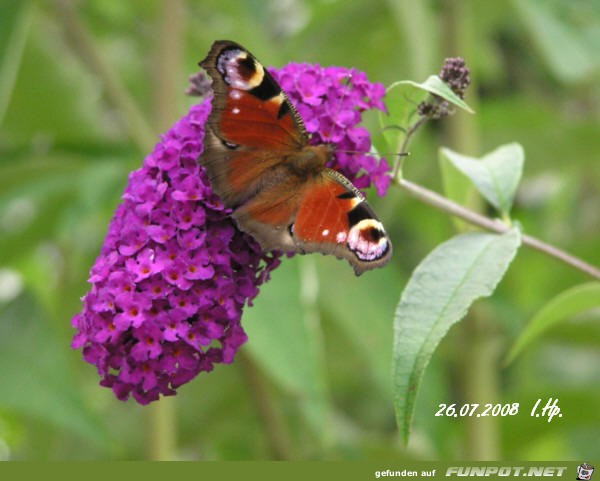 Schmetterling 4 Schmetterling 4