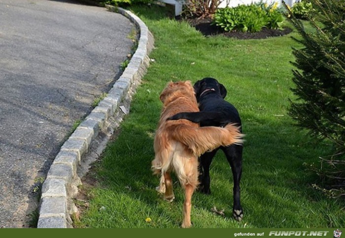 Beste Hunde-Freunde! So sieht wahre Freundschaft aus....