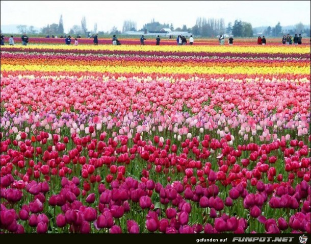 9 Millionen Tulpenzwiebeln!