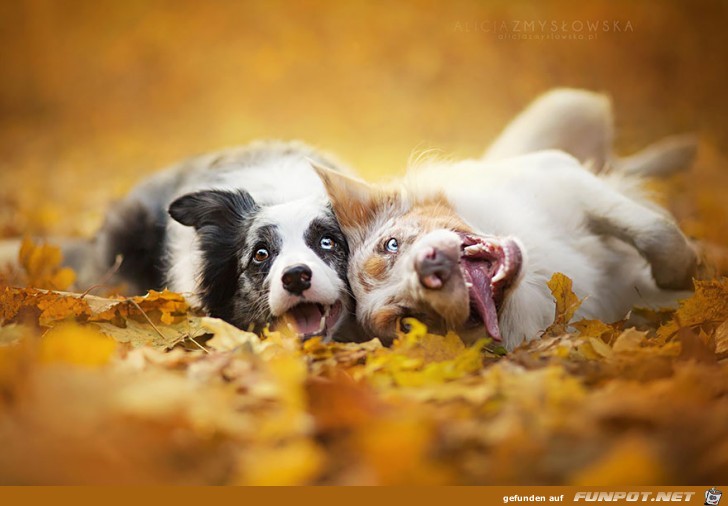 Goldige Hunde-Bilder 2 Goldige Hunde-Bilder 2