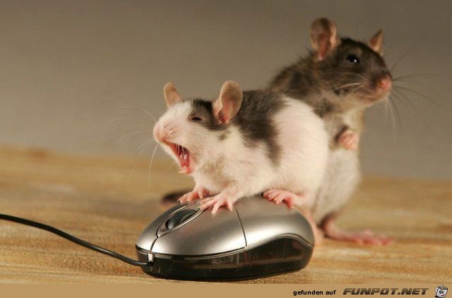 wenn die Maus mit der Maus