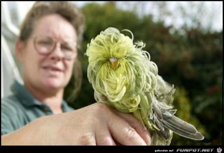 sonderbarer Vogel