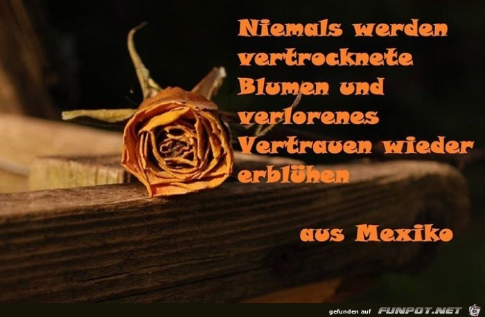 niemals niemals