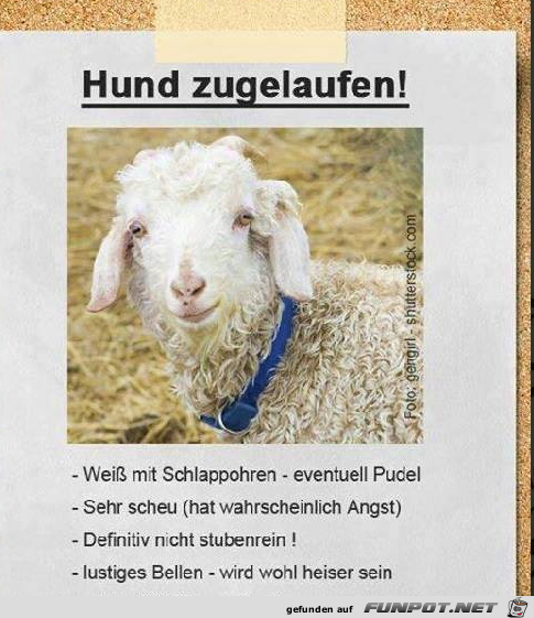 Hund zugelaufen