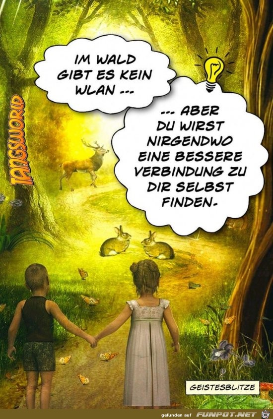 im wald im wald