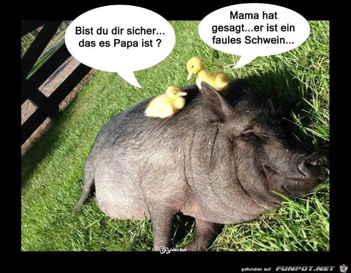 Faules Schwein