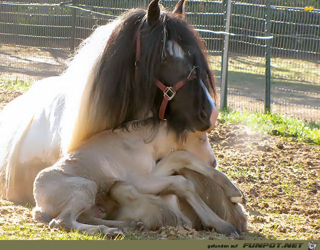 There is nothing like Mom's lap no