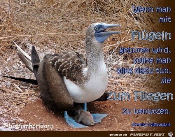 Fluegeln Fluegeln