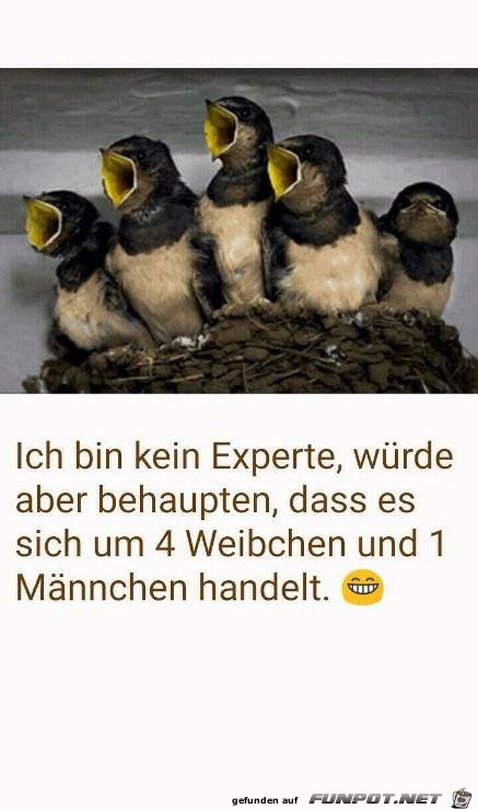 Bin kein Experte