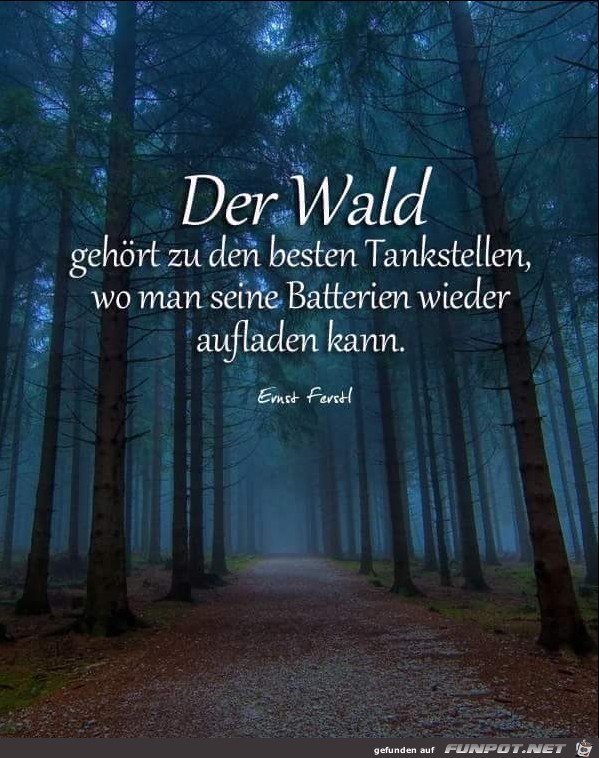 der wald